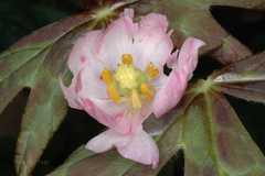 Podophyllum hexandrum